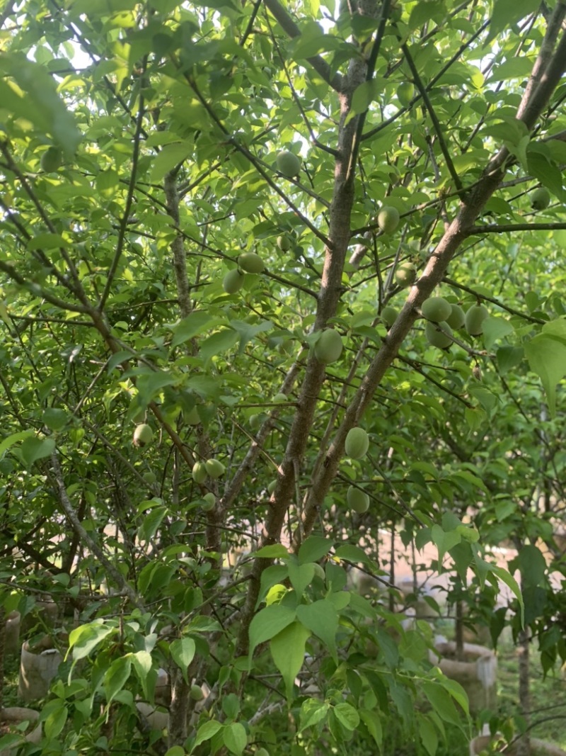 青梅2-10公分大量供用，量大价优