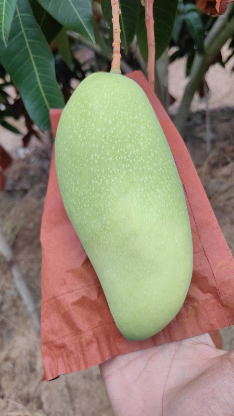 海南金煌芒