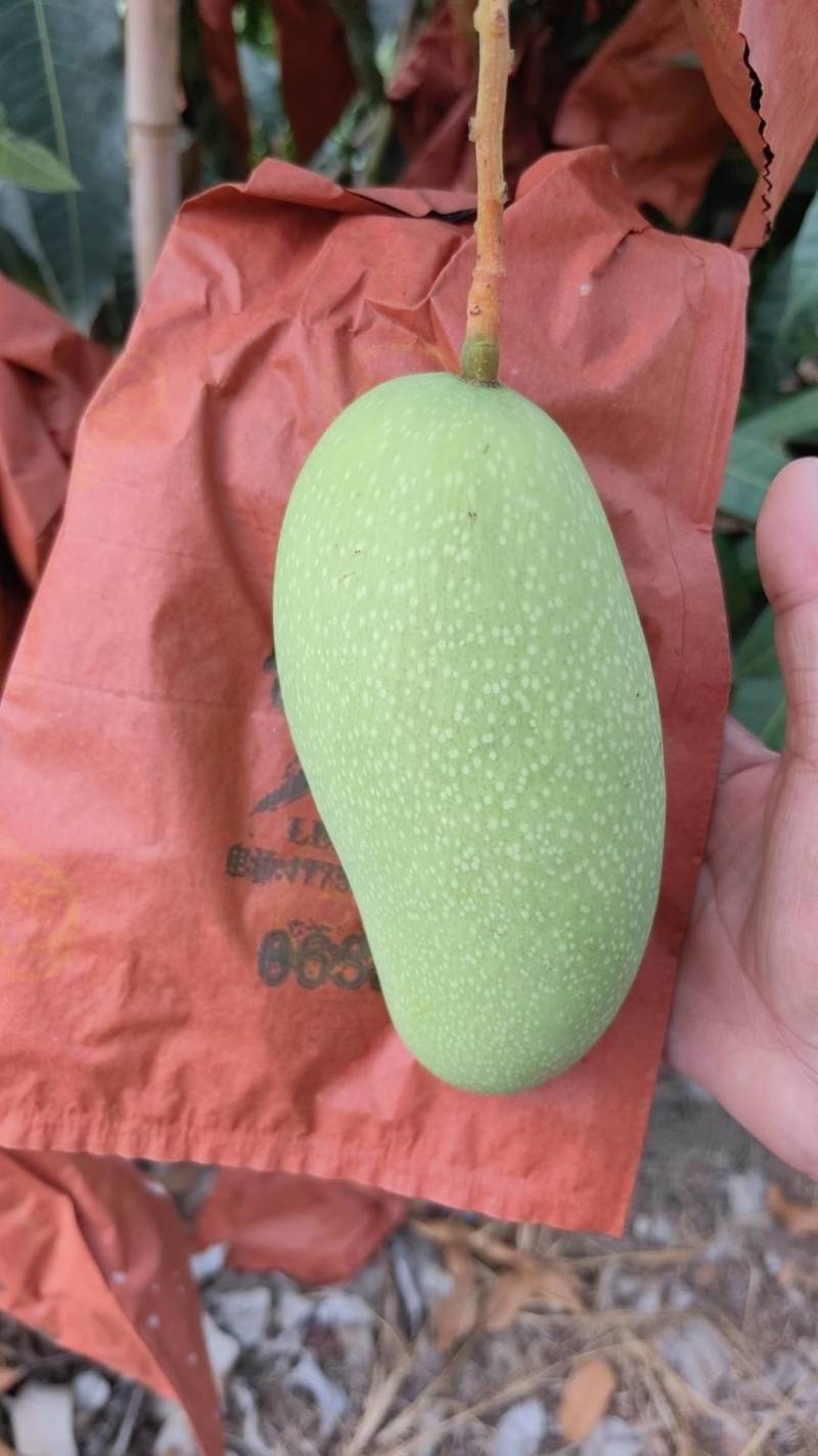 海南金煌芒
