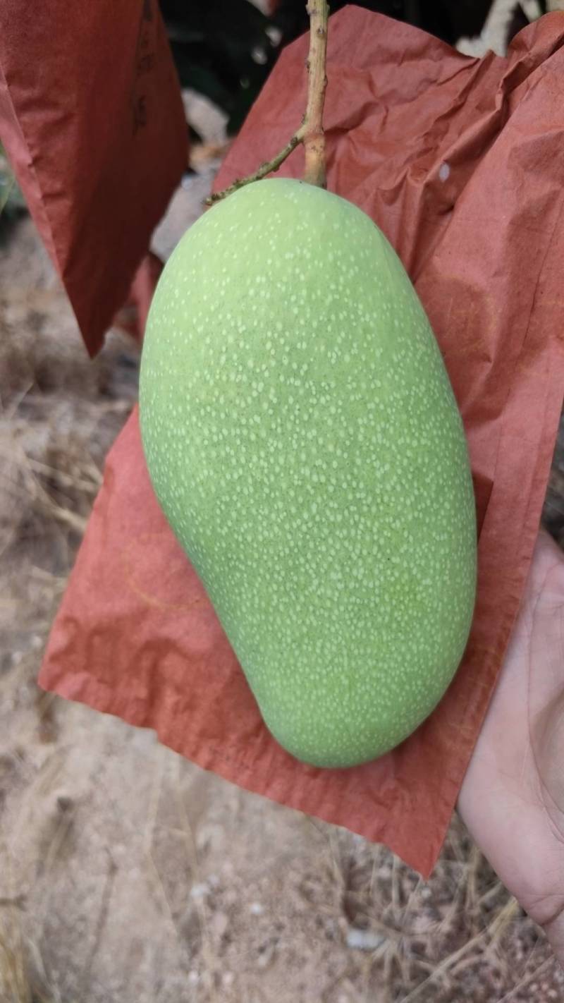 海南金煌芒