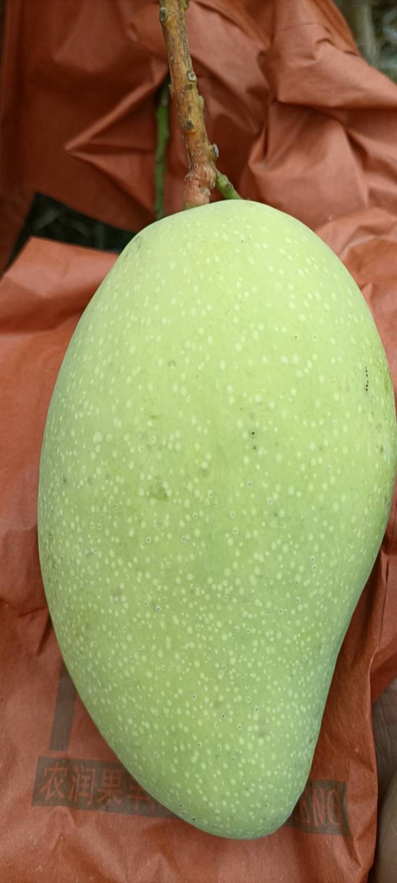 海南金煌芒