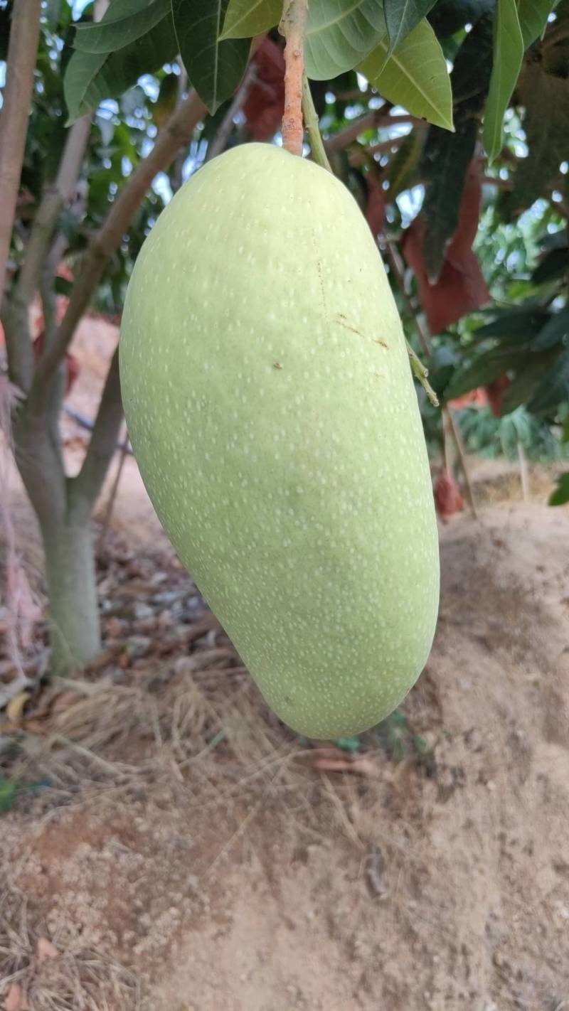海南金煌芒