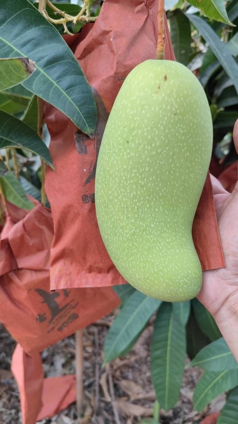 海南金煌芒