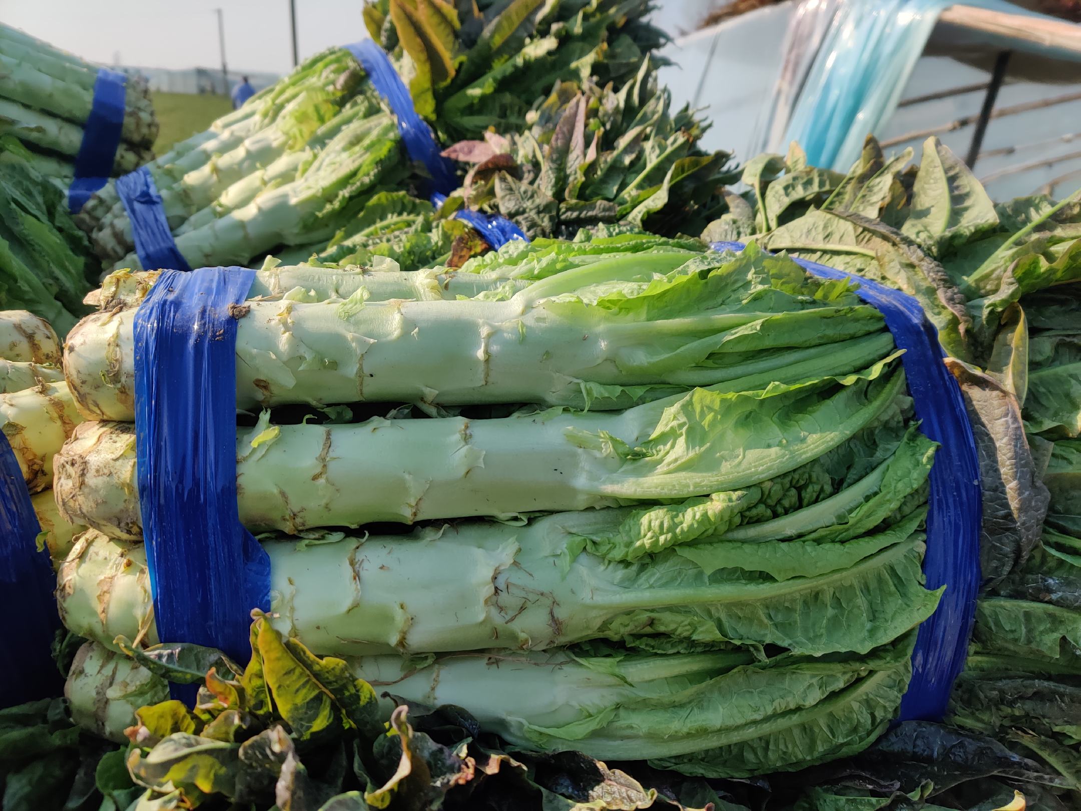 翡翠琉璃莴苣卷