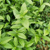 茶树苗基地发货量大品种醇正根系发达成活率高欢迎