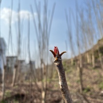 大竹县红油香椿芽