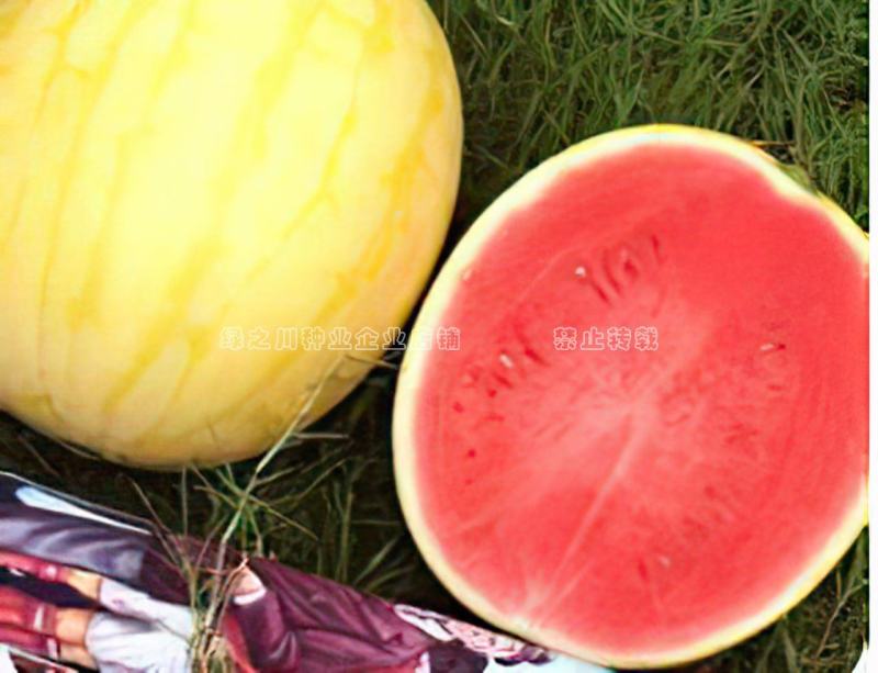 丰乐金太阳无籽1号西瓜种子金黄皮鲜红瓤礼品瓜种子杂交一代