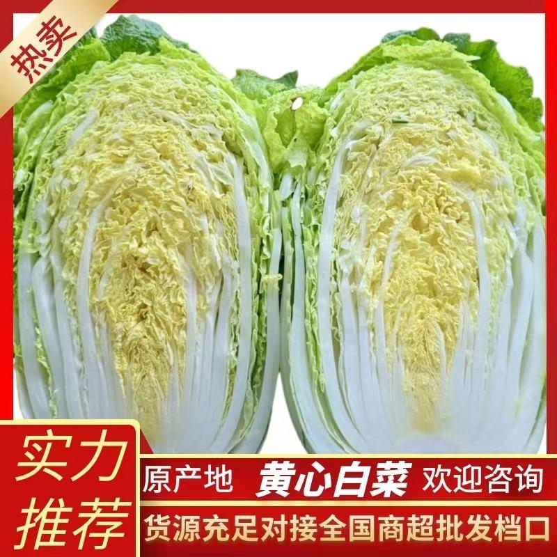 【热卖】精品矮颗黄心白菜大量上市产地直发保质保量保净