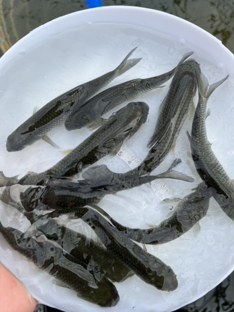 优选草鱼苗长身草鱼苗基地直销抗病力强技术指导