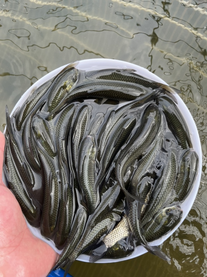 优选草鱼苗长身草鱼苗基地直销抗病力强技术指导