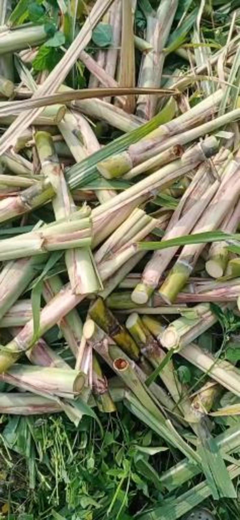 没裂口农科院脱毒黄皮甘蔗种苗一代苗黄金甘蔗种子包技术指导