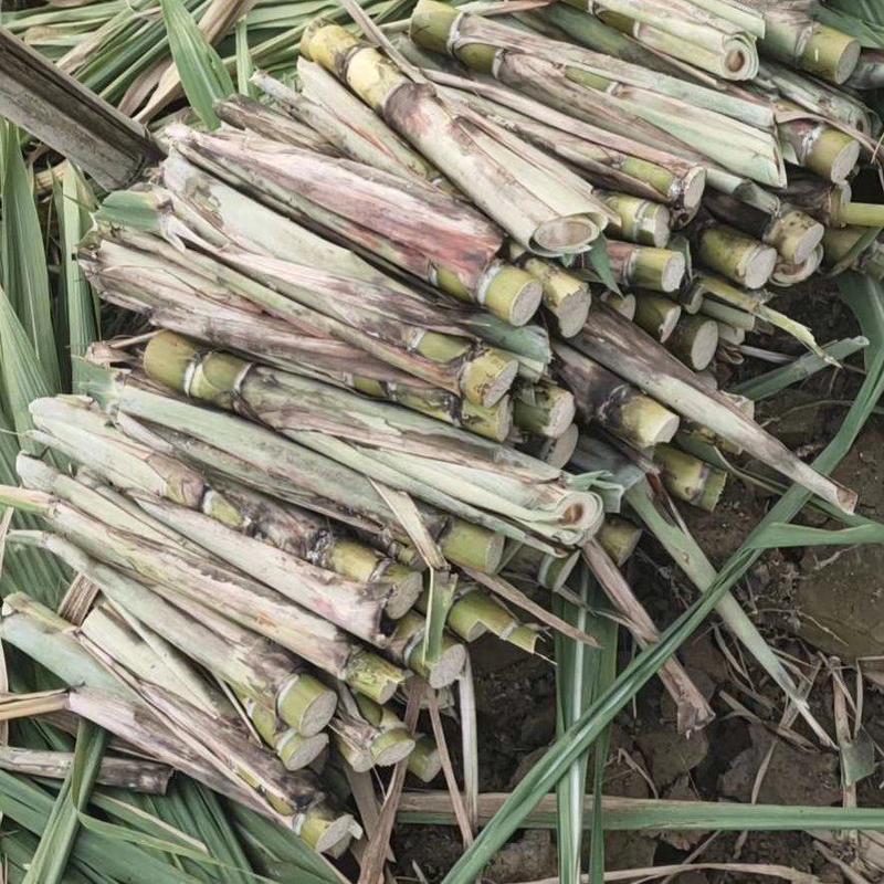 没裂口农科院脱毒黄皮甘蔗种苗一代苗黄金甘蔗种子包技术指导