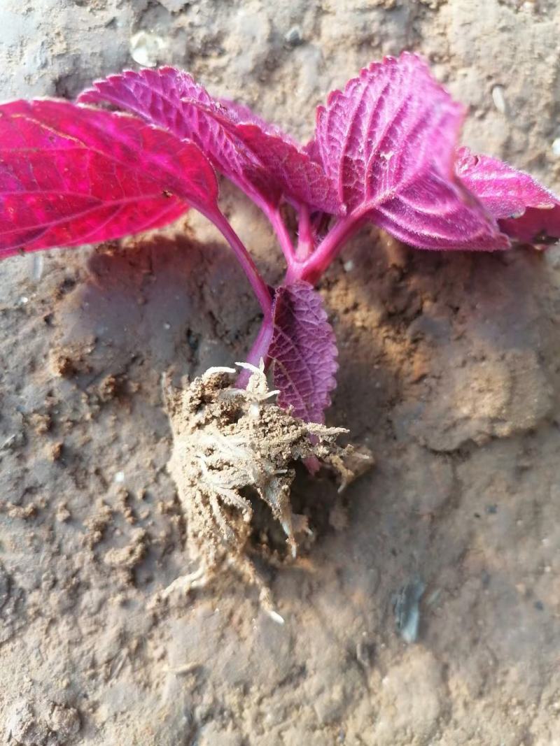 彩叶草穴盘苗彩叶草小苗矮牵牛穴盘苗