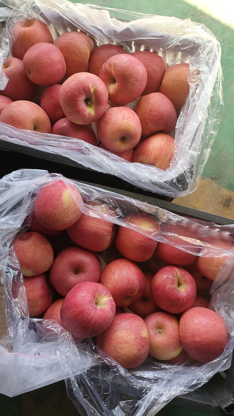 辽宁苹果精品寒富苹果产地直供量大从优全国发货