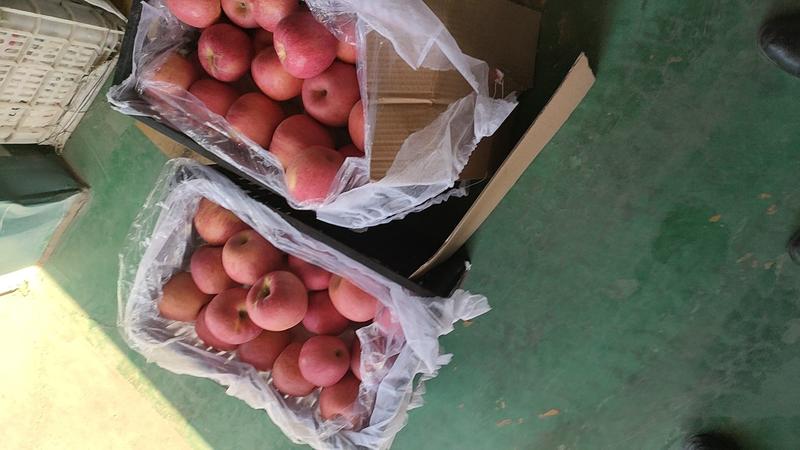辽宁苹果精品寒富苹果产地直供量大从优全国发货
