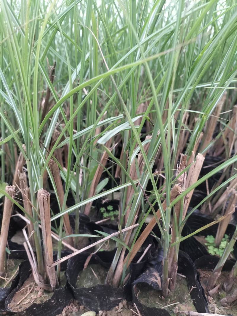 细叶芒杯苗多芽细叶芒水生植物细叶芒