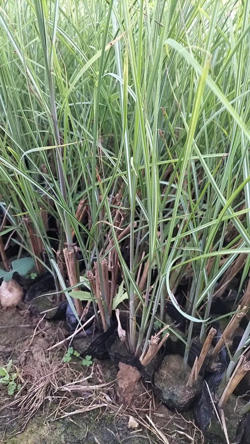 细叶芒杯苗多芽细叶芒水生植物细叶芒