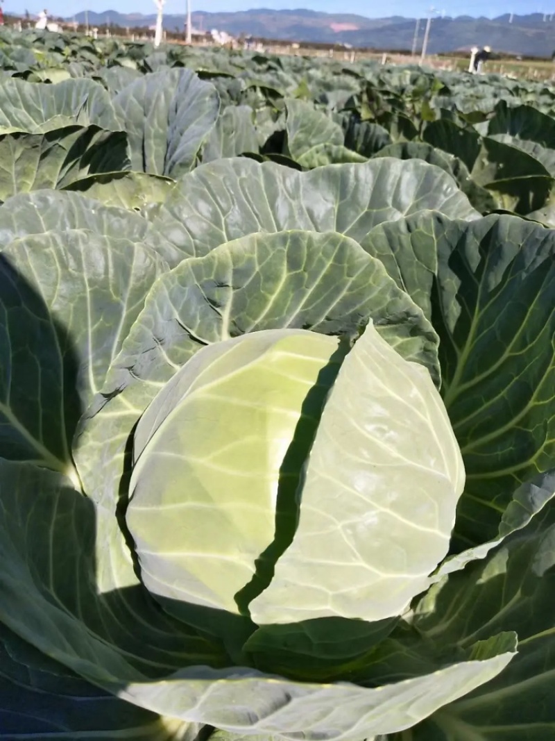 旺旺甘蓝圆包菜质量保证对接商超市场电商社区团购