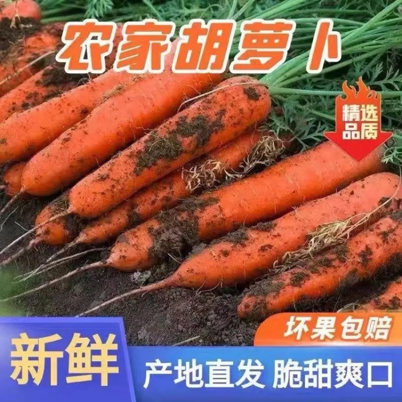 优质三红胡萝卜胡萝卜货源充足对接商超市场电商
