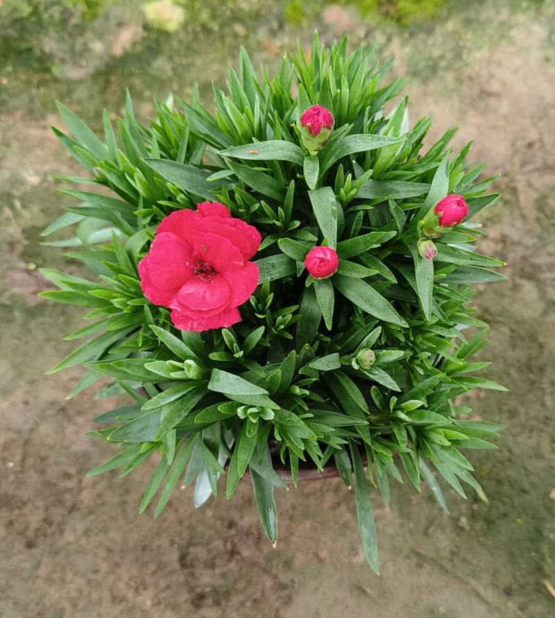 康乃馨盆栽多花康乃馨爆盆阳台养植花坛种植