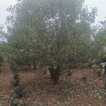 河南鄢陵本地种植基地丛生大叶女贞供应量大从优