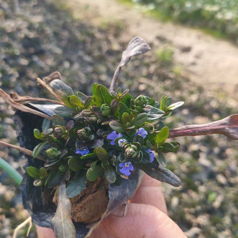多花筋骨草盆栽筋骨草小苗护坡开花地被绿化筋骨草