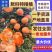 重庆默科特柑桔新鲜柑桔产地贡桔三月红柑橘对接商超电商