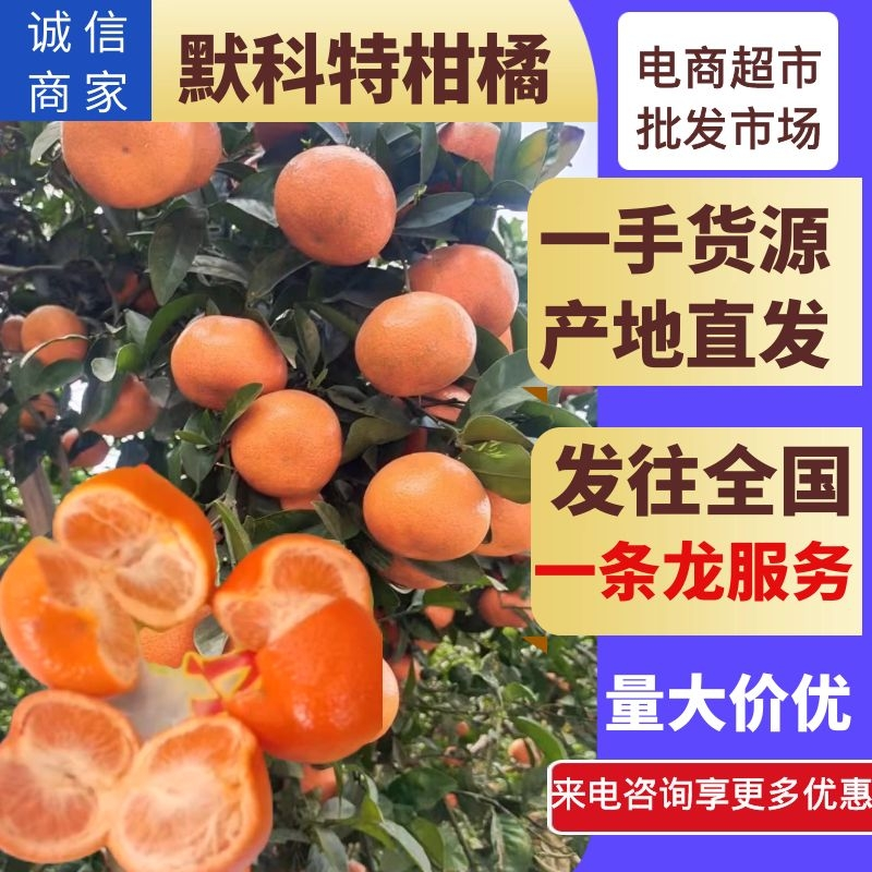 重庆默科特柑桔新鲜柑桔产地贡桔三月红柑橘对接商超电商