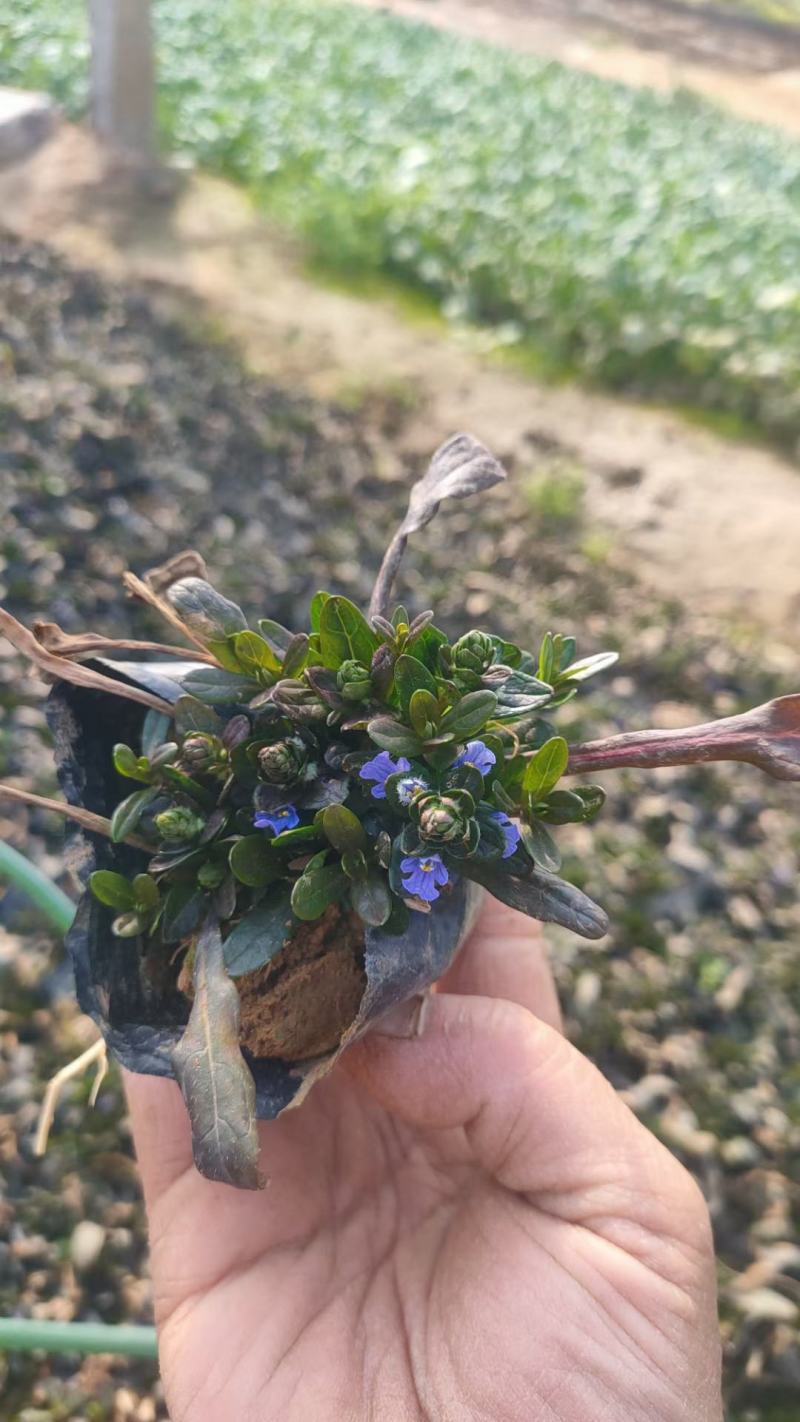 多花筋骨草盆栽筋骨草小苗护坡开花地被绿化筋骨草