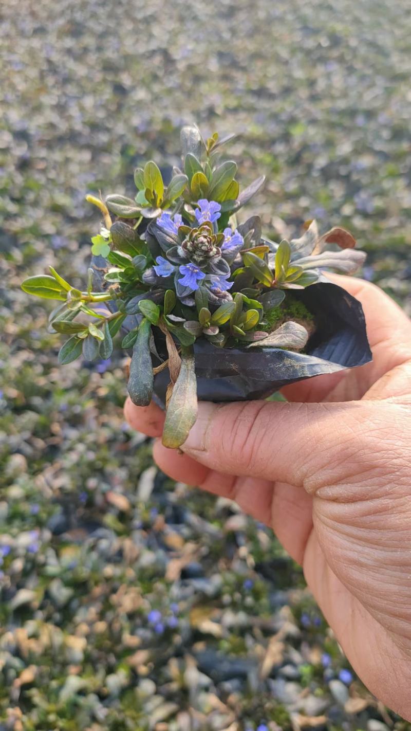 多花筋骨草盆栽筋骨草小苗护坡开花地被绿化筋骨草