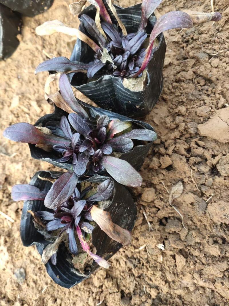 多花筋骨草盆栽筋骨草小苗护坡开花地被绿化筋骨草