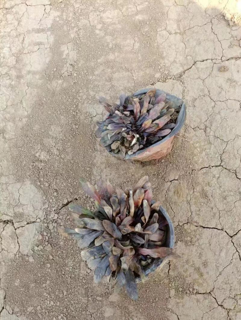 多花筋骨草盆栽筋骨草小苗护坡开花地被绿化筋骨草