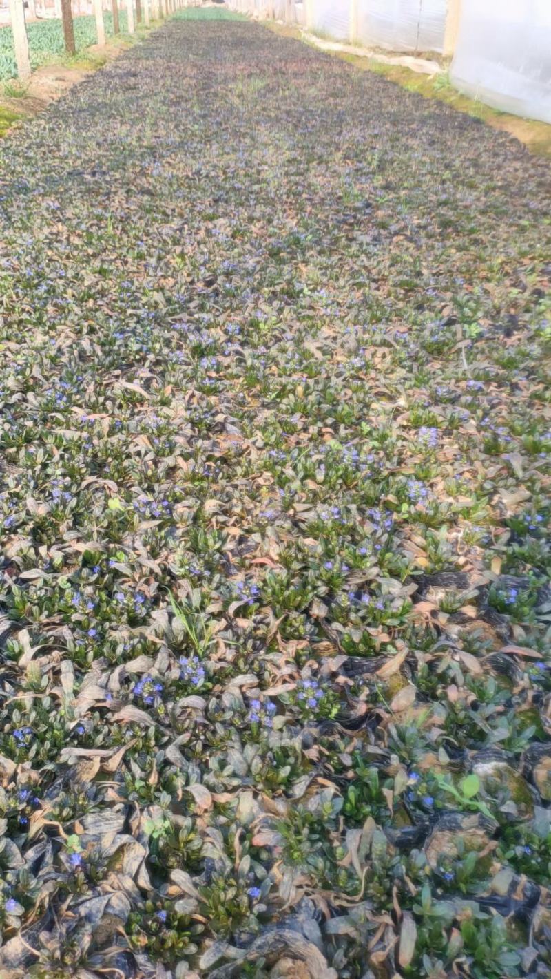多花筋骨草盆栽筋骨草小苗护坡开花地被绿化筋骨草