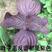食用紫苏种子日本进口苏子单双面紫绿大叶野菜蔬菜籽阳台盆栽