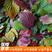 食用紫苏种子日本进口苏子单双面紫绿大叶野菜蔬菜籽阳台盆栽