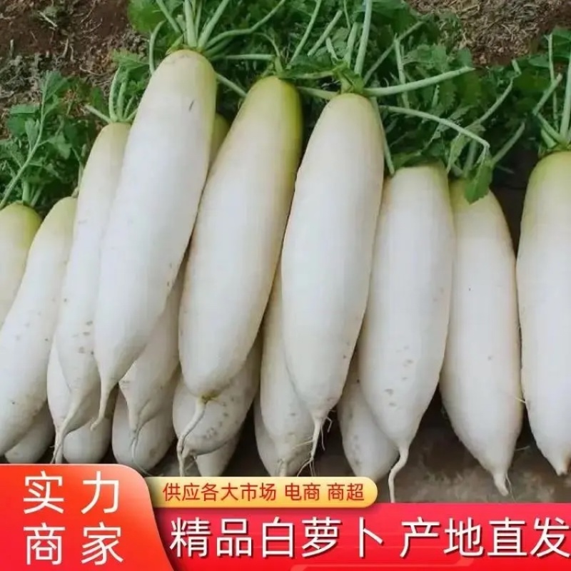 【精品】白萝卜萝卜大量供应湖北基地直发质量上乘