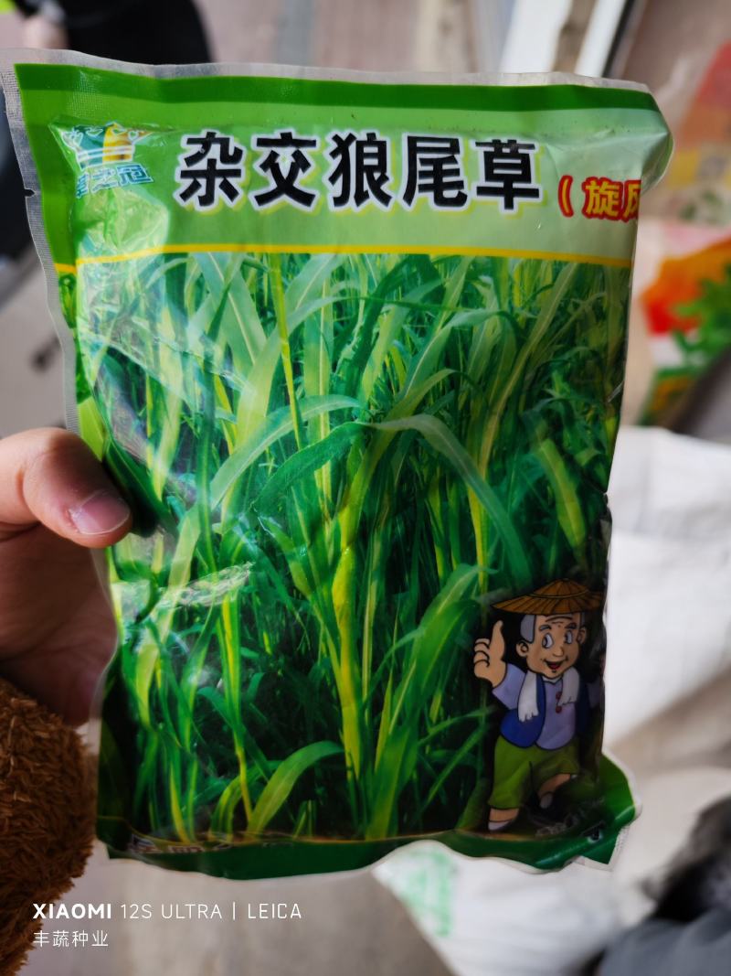 杂交狼尾草种子，500克