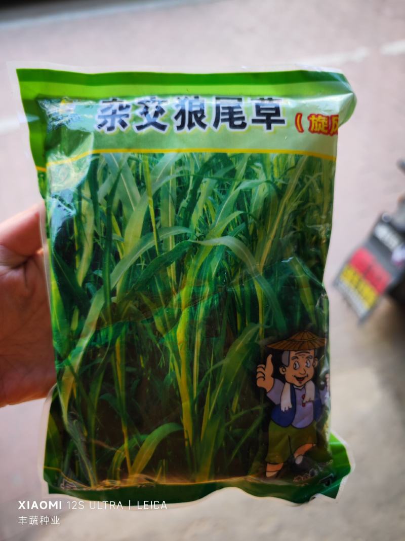 杂交狼尾草种子，500克