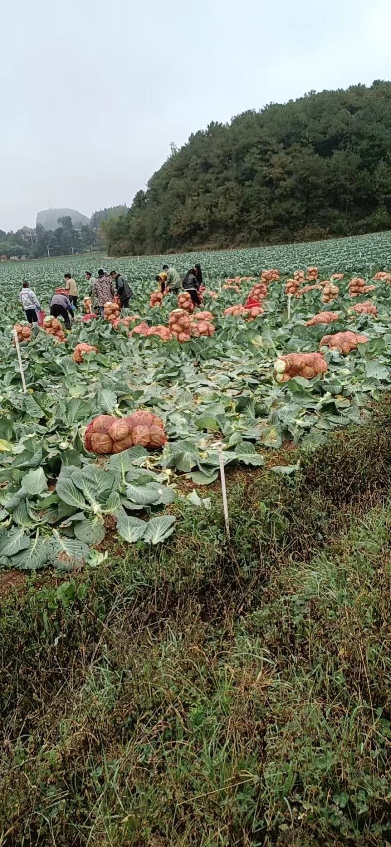 贵州咸宁县甘蓝，原产地大量有货，大量供应，现摘现发