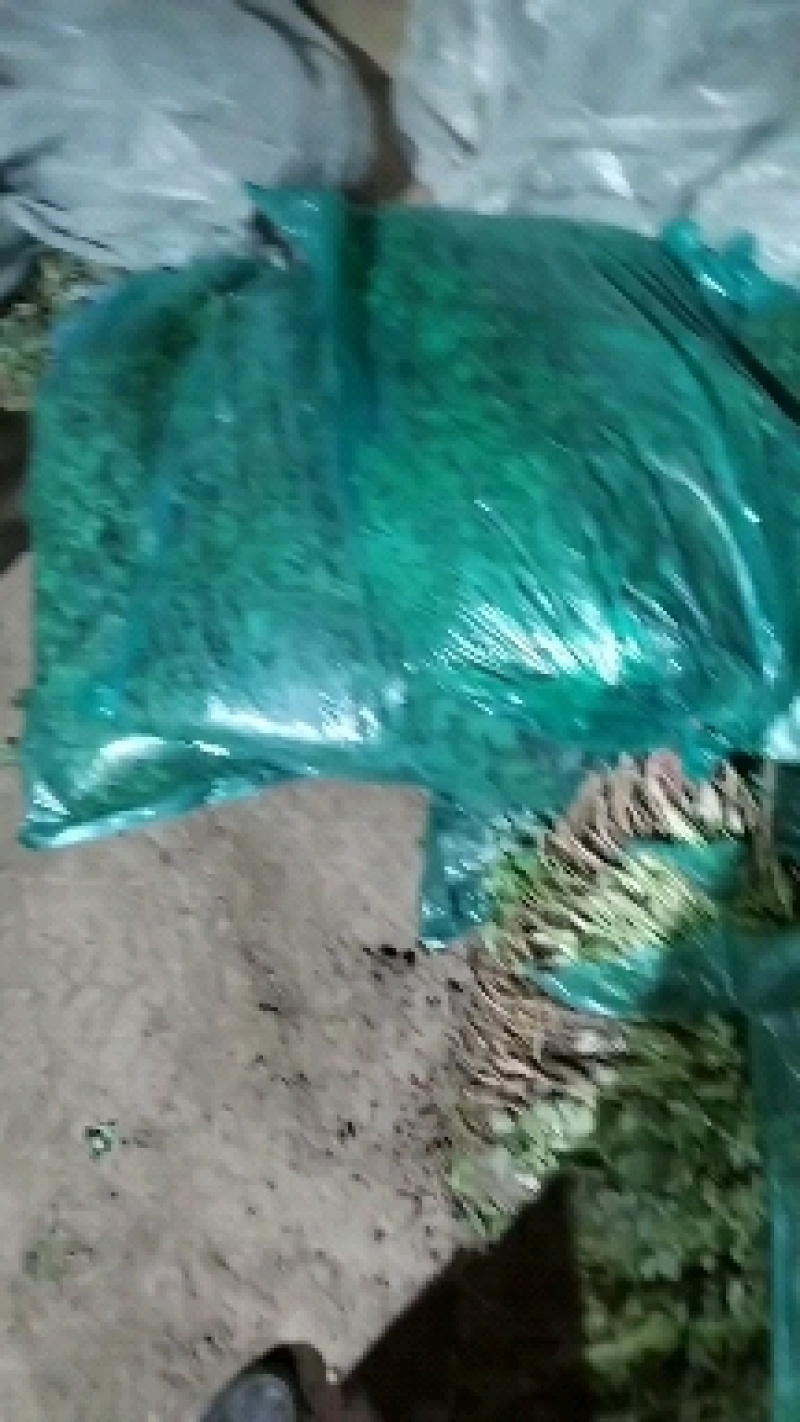 铁杆青香菜，叶大色绿，适合全国各地耐运输，