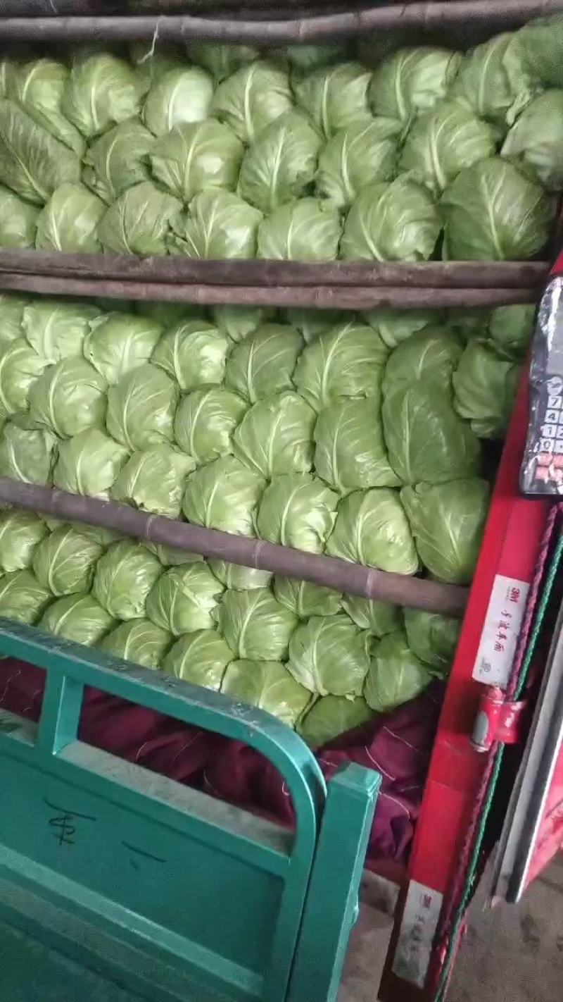 甘蓝