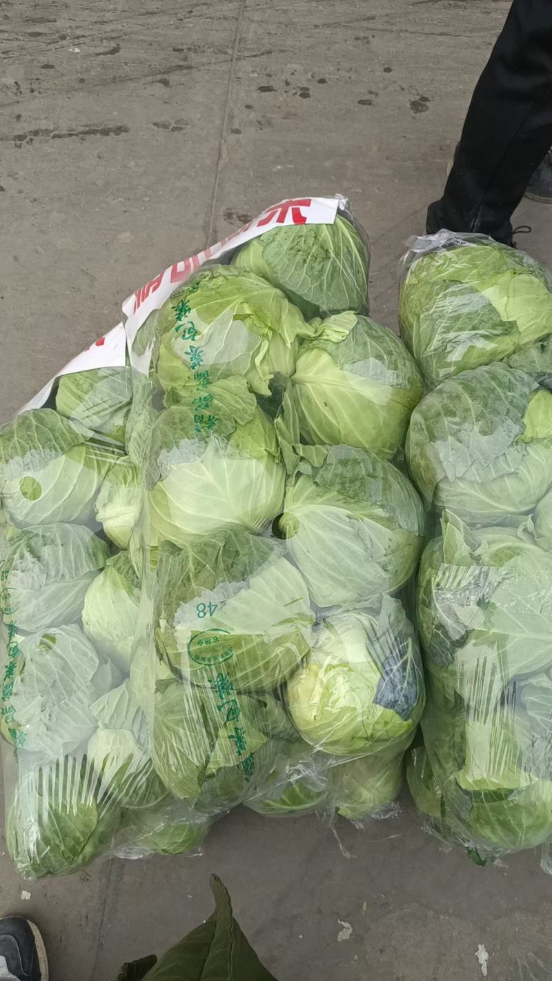 甘蓝