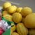 神奥金凤凰黄肉西瓜种子早熟品种瓤色晶黄风味大果型皮薄
