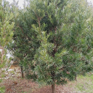 宜春奉新县本地种植基地，罗汉松大量供应，规格齐全，价格