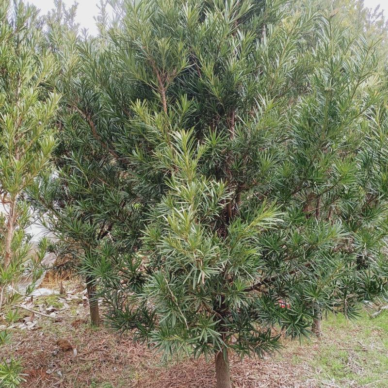 宜春奉新县本地种植基地，罗汉松大量供应，规格齐全，价格