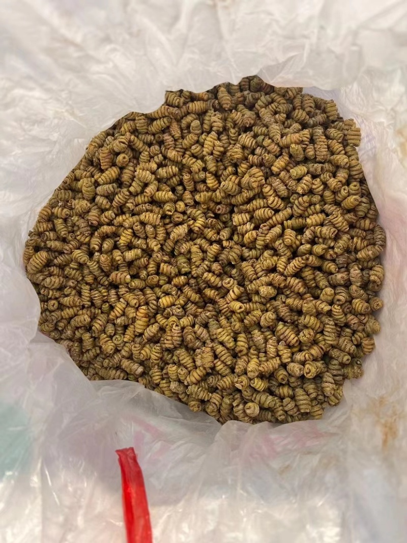 【铁皮石斛】满满的胶质，正宗铁皮石斛，量大从优。