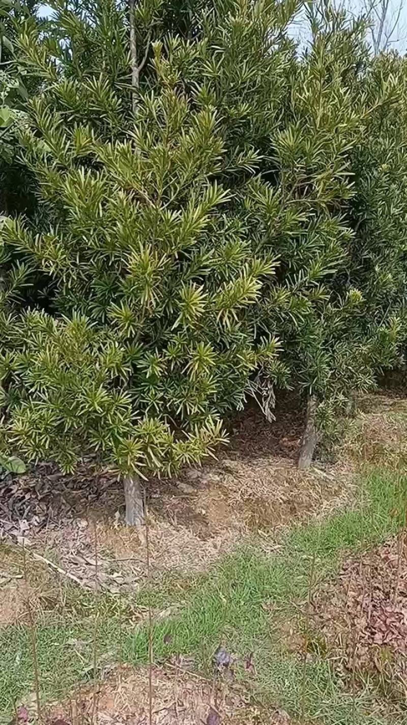 宜春奉新县本地种植基地，罗汉松大量供应，规格齐全，价格