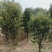 宜春奉新县本地种植基地，罗汉松大量供应，规格齐全，价格