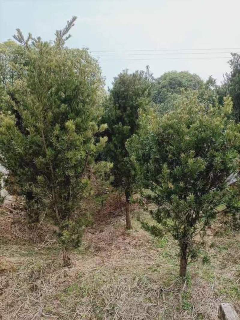 宜春奉新县本地种植基地，罗汉松大量供应，规格齐全，价格