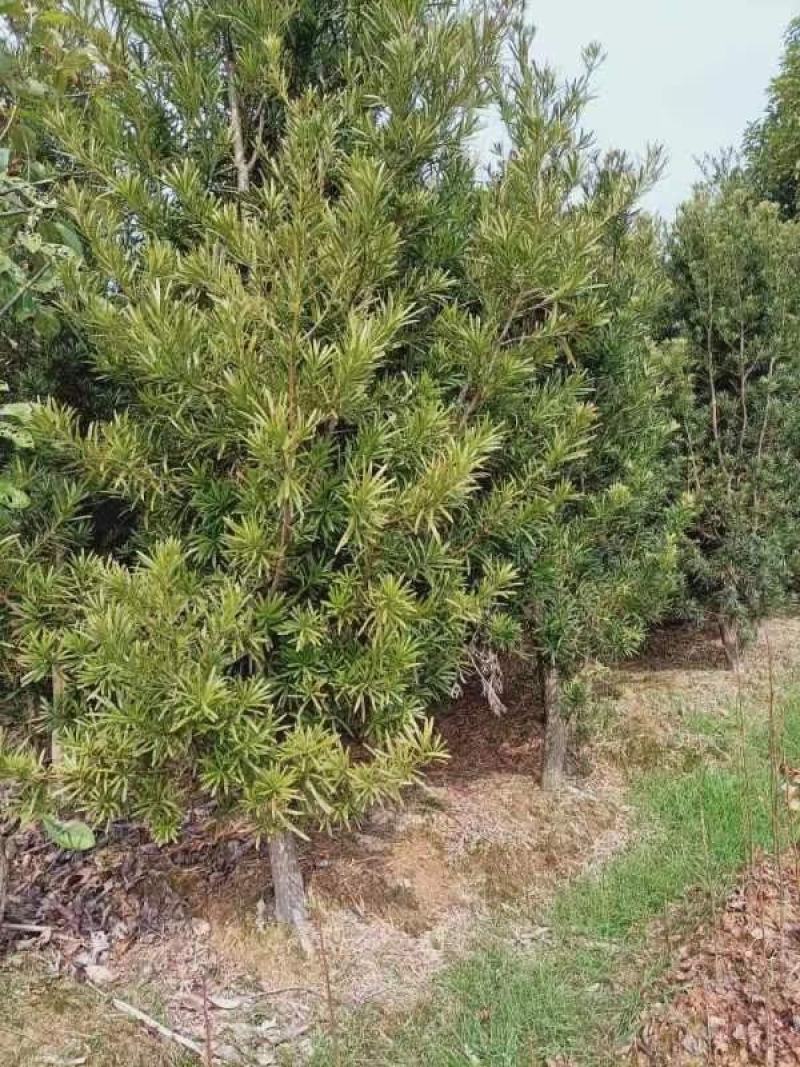 宜春奉新县本地种植基地，罗汉松大量供应，规格齐全，价格